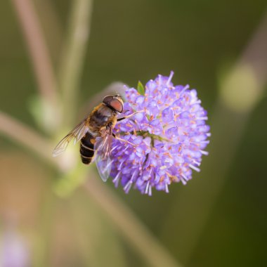 hoverfly bir çiçek üzerinde