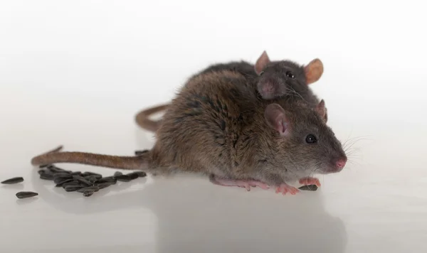 Brown and black rats — Stock Photo, Image