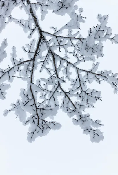 Зимняя ветвь — стоковое фото