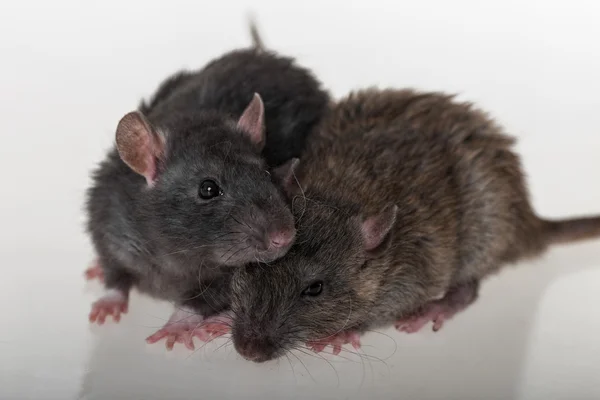 Retrato de dois ratos domésticos — Fotografia de Stock