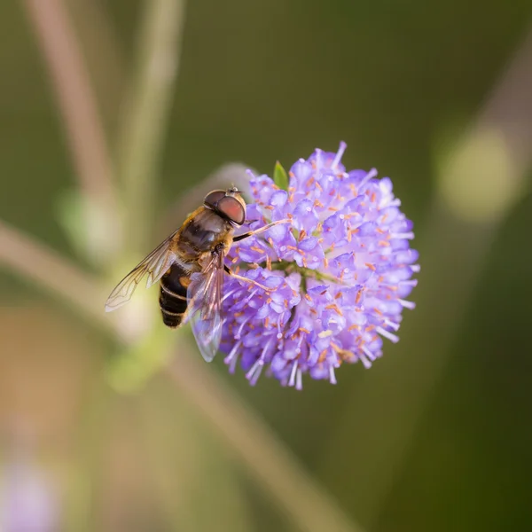 Hoverfly bir çiçek üzerinde — Stok fotoğraf
