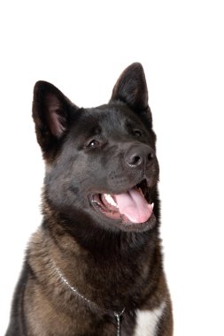 Bir köpeğin portresi.