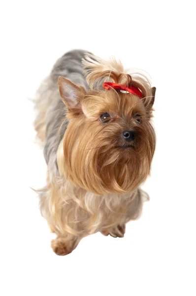 Porträtt av yorkshire terrier — Stockfoto