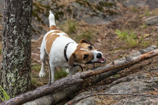 Trä booty — Stockfoto