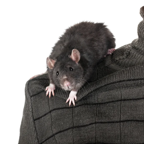 Любопытная крыса — стоковое фото