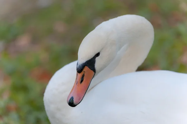 Porträtt av en vit svan — Stockfoto