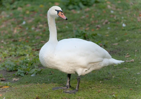 Cisne blanco en la hierba — Foto de Stock