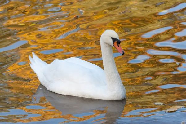 Cisne en el agua — Foto de Stock