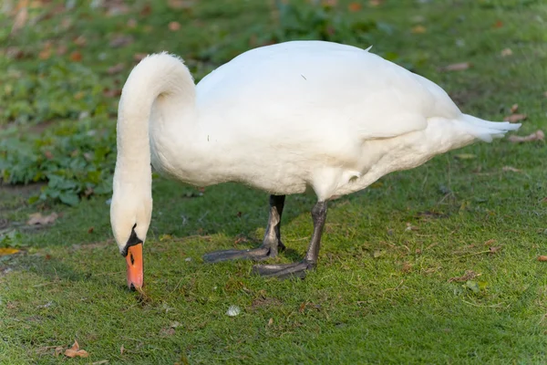 Zoek in het gras — Stockfoto