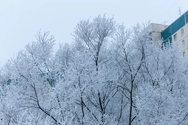 Winter trees in frost — Stock Photo, Image