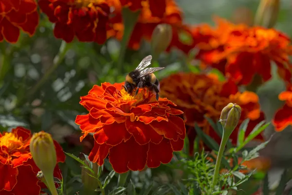 Bumblebee em calêndula vermelha — Fotografia de Stock