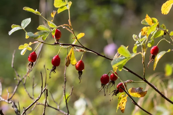 Zweig der Wildrose — Stockfoto