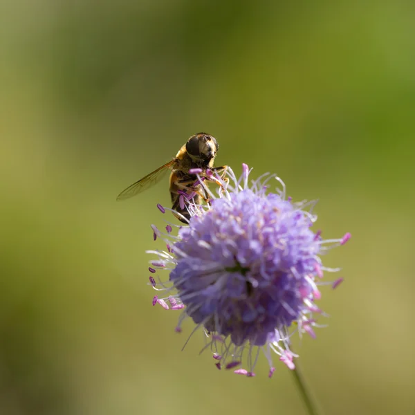 Mosca-mosca em uma flor roxa — Fotografia de Stock