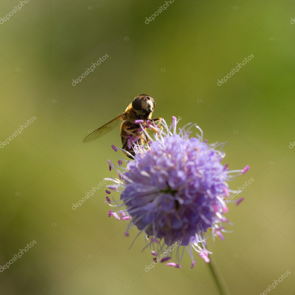 Blomflugor