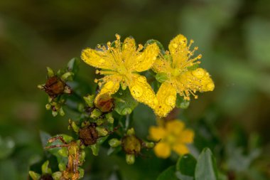 St John's wort bir yağmur sonra