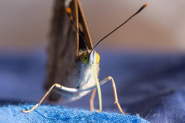 Mariposa en la ropa — Foto de Stock