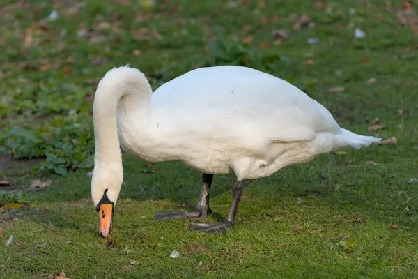 Swan on the grass — Stock Photo, Image