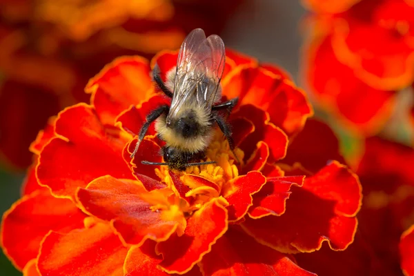 花粉を集めるマルハナバチ — ストック写真