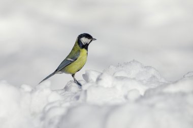 Doğum sonrasında bir baştankara