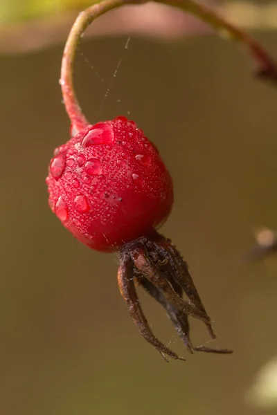 Wild rose närbild — Stockfoto