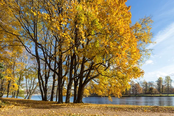 Golden autumn — Stock Photo, Image