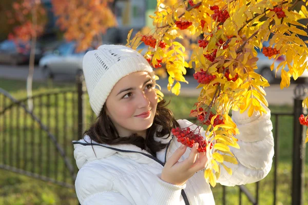 Autumn harvest — Stock Photo, Image