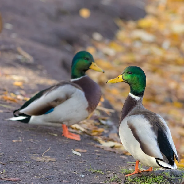 2 羽のカモ — ストック写真