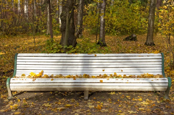 Tom bänk i en park — Stockfoto