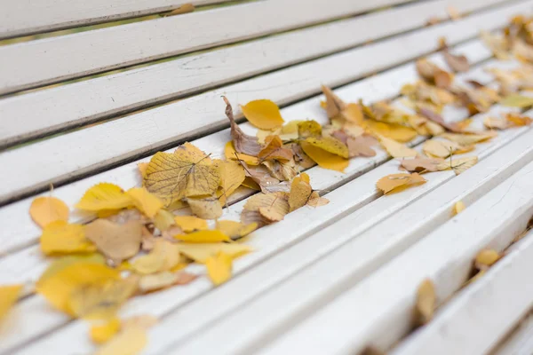 Banc d'automne vide — Photo