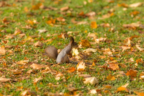 Herbsthörnchen — Stockfoto