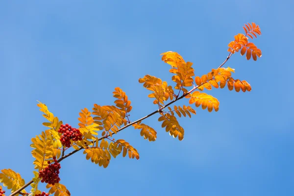 Branch autumn rowan — Stock Photo, Image