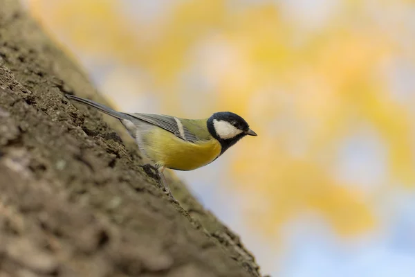 Autunno d'oro — Foto Stock