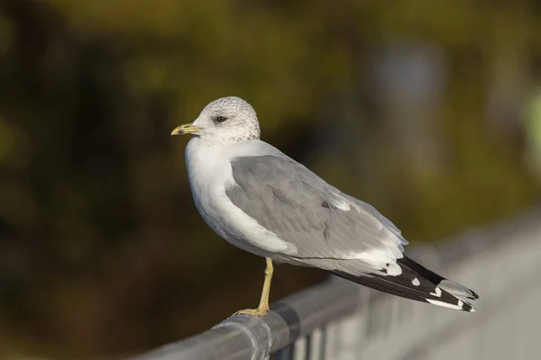 Portrait of a seagull — Stock Photo, Image