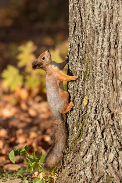 Up on a trunk — Stock Photo, Image