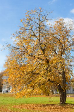Sarı sonbahar kestane