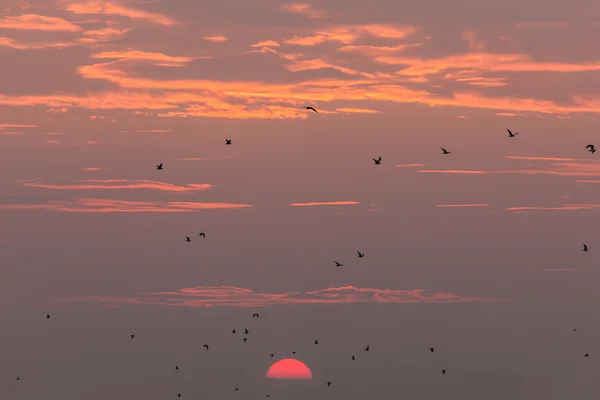Flyg vid solnedgången — Stockfoto
