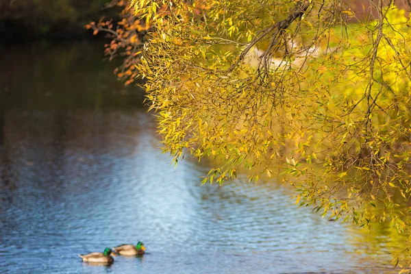 Étang d'automne — Photo