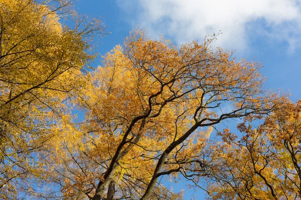 Automne jaune — Photo