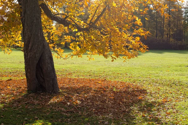 Castaño de otoño —  Fotos de Stock