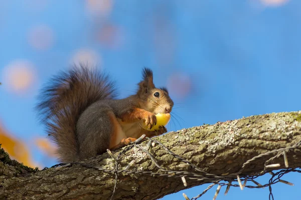 Ekorren äter ett äpple — Stockfoto