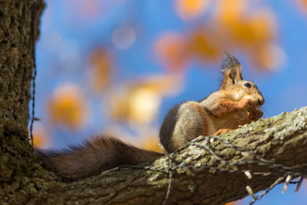 Eichhörnchen auf einem Baum — Stockfoto