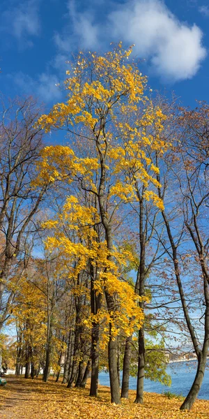 Herfst esdoorn trrees — Stockfoto