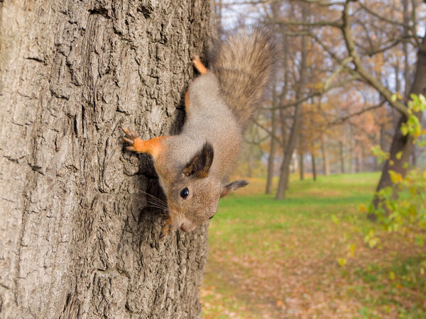 Curious squirrel on a tree in autumn park