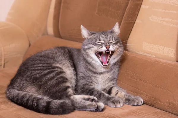 Gato después de dormir —  Fotos de Stock