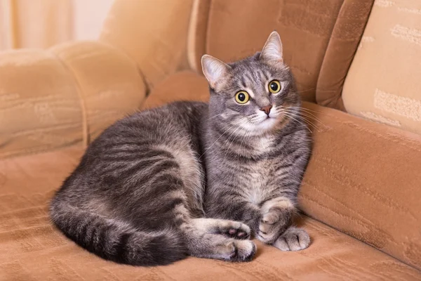 Binnenlandse kat op een sofa — Stockfoto