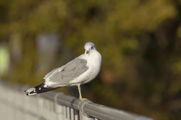 Seagull on a handrail close up — Stock Photo, Image