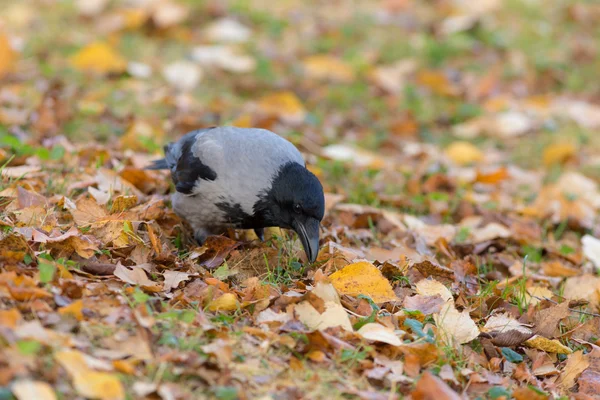 Crow among the autumn leaves — Stock Photo, Image