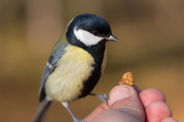 Retrato de un primer plano de titmouse — Foto de Stock