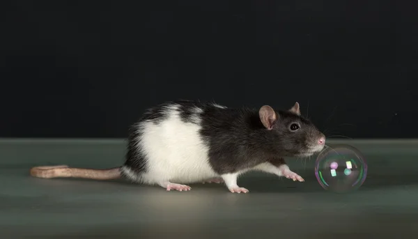 Крыса и пузырь — стоковое фото