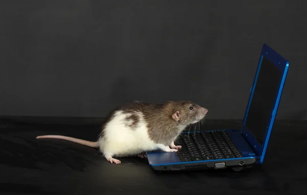Rat with a laptop — Stock Photo, Image
